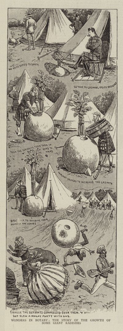 植物学の不思議、いくつかの大根の成長の物語 作： Horatio Gordon Robley